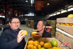 闽北柑橘远销东南亚